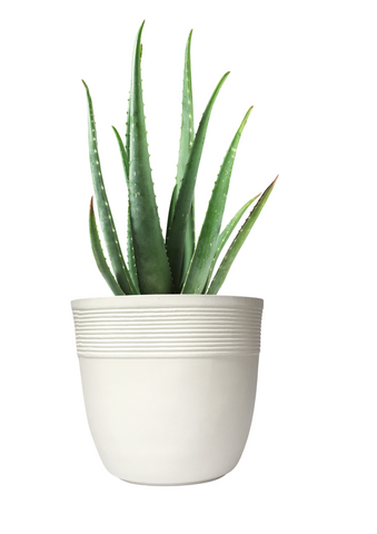 Small Iris Pot Small Iris Pot