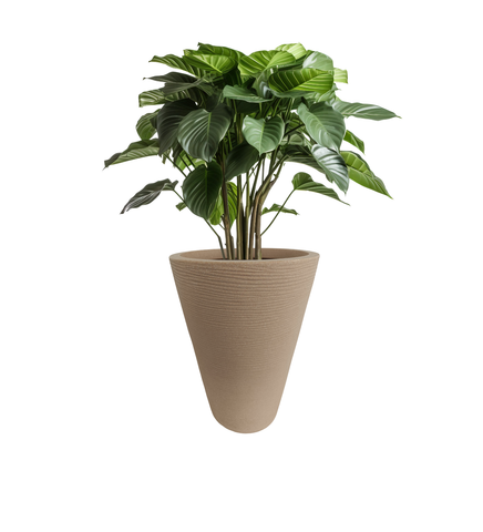 Aura Ring Pot Aura Ring Pot