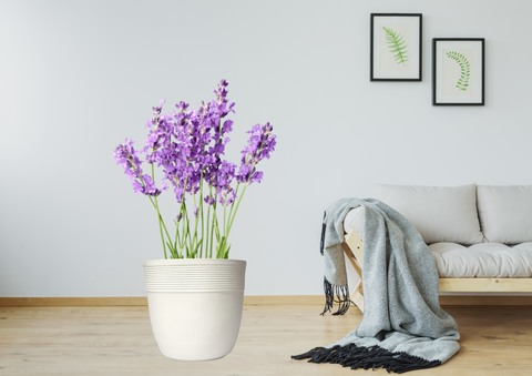 Small Iris Pot Small Iris Pot