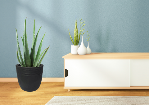 Small Iris Pot Small Iris Pot
