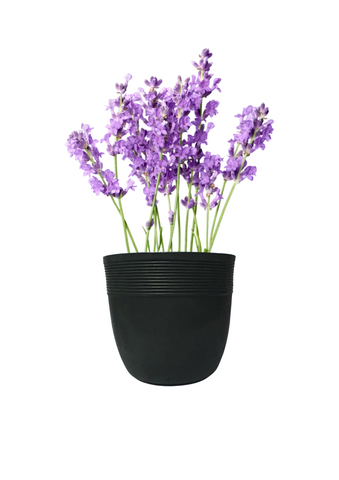 Small Iris Pot Small Iris Pot