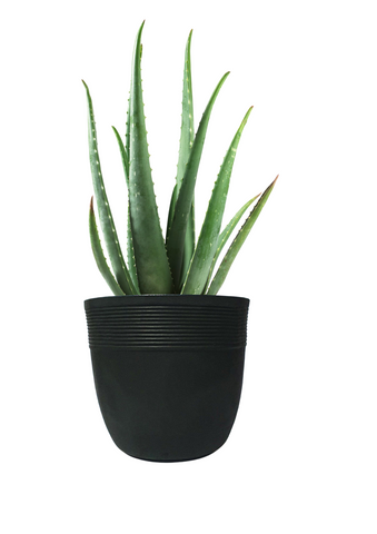 Small Iris Pot Small Iris Pot