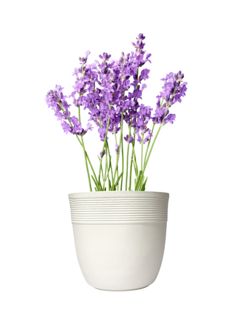 Small Iris Pot Small Iris Pot