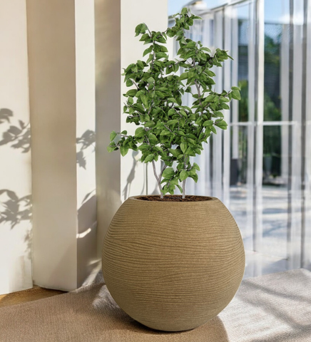 Medium Juniper Pot
