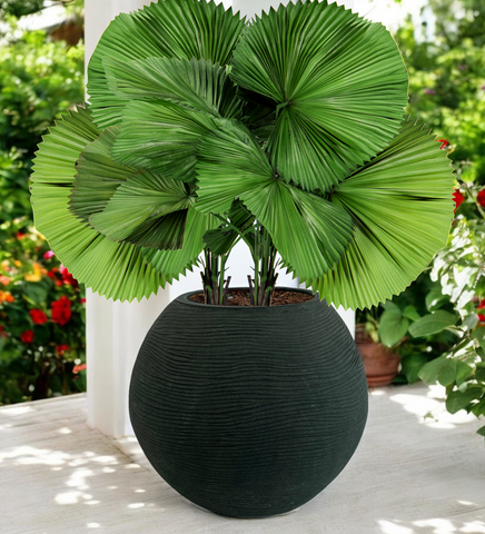 Medium Juniper Pot
