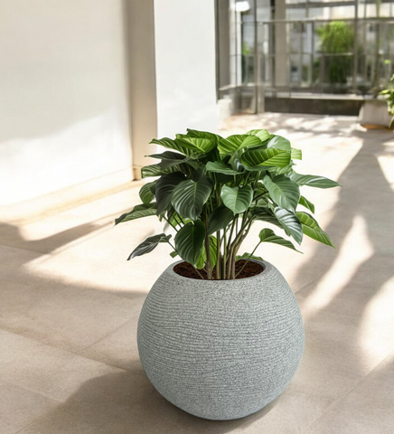 Medium Juniper Pot