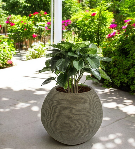 Medium Juniper Pot