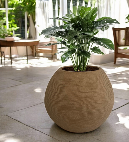 Medium Juniper Pot