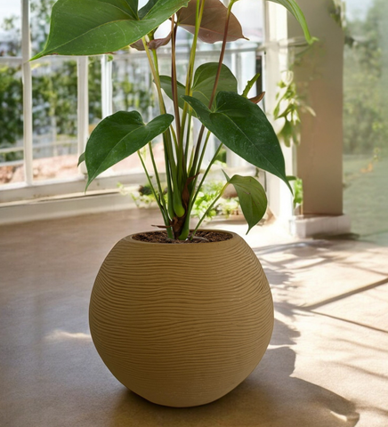 Small Juniper Pot