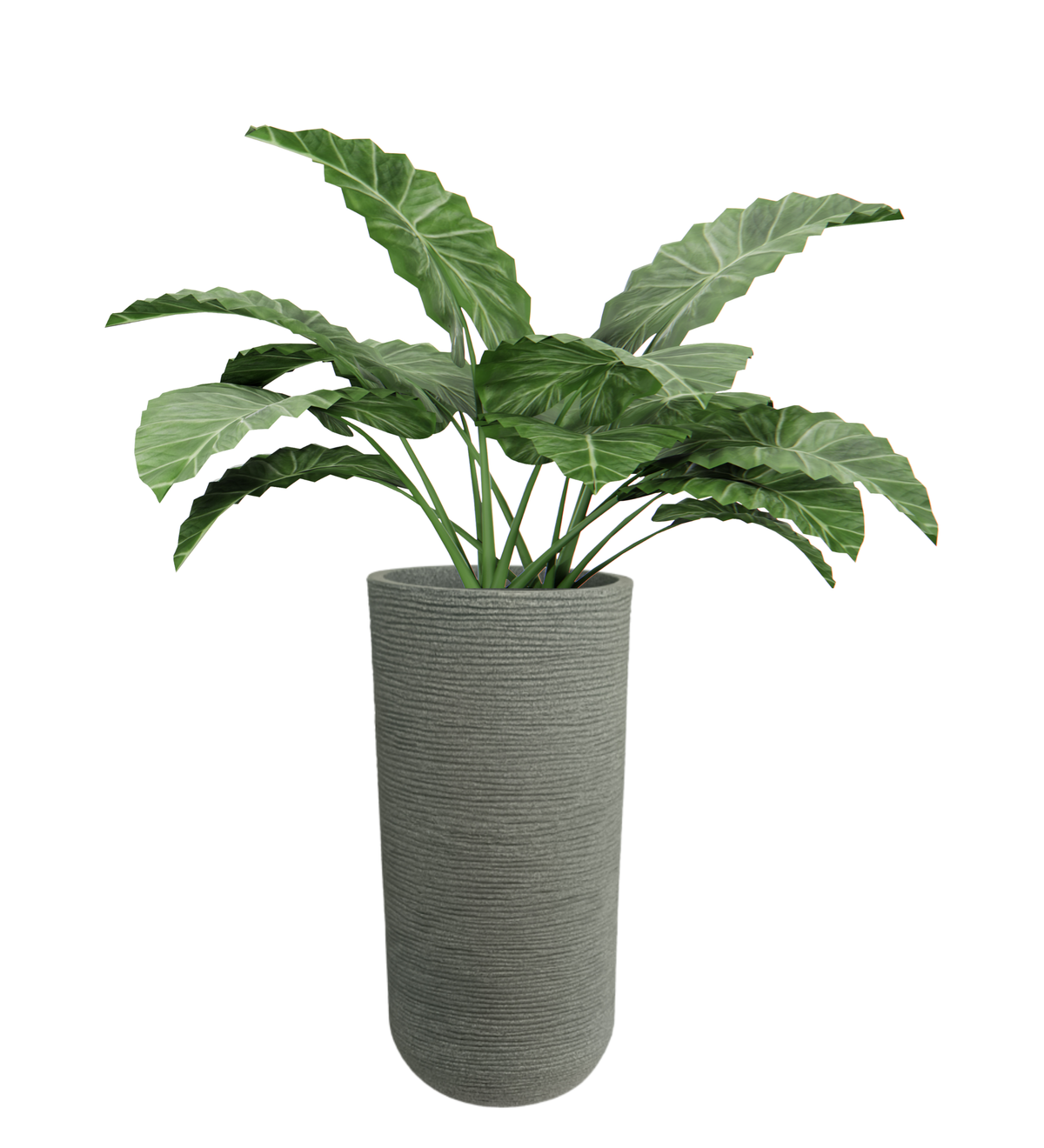 Medium Iris Round Pot - 24''