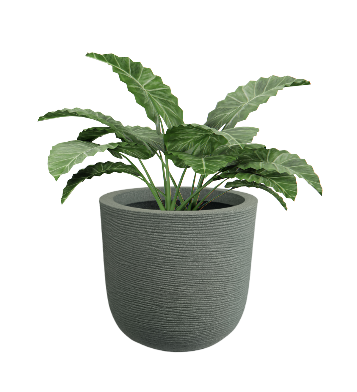 Big Iris Round Pot - 16''