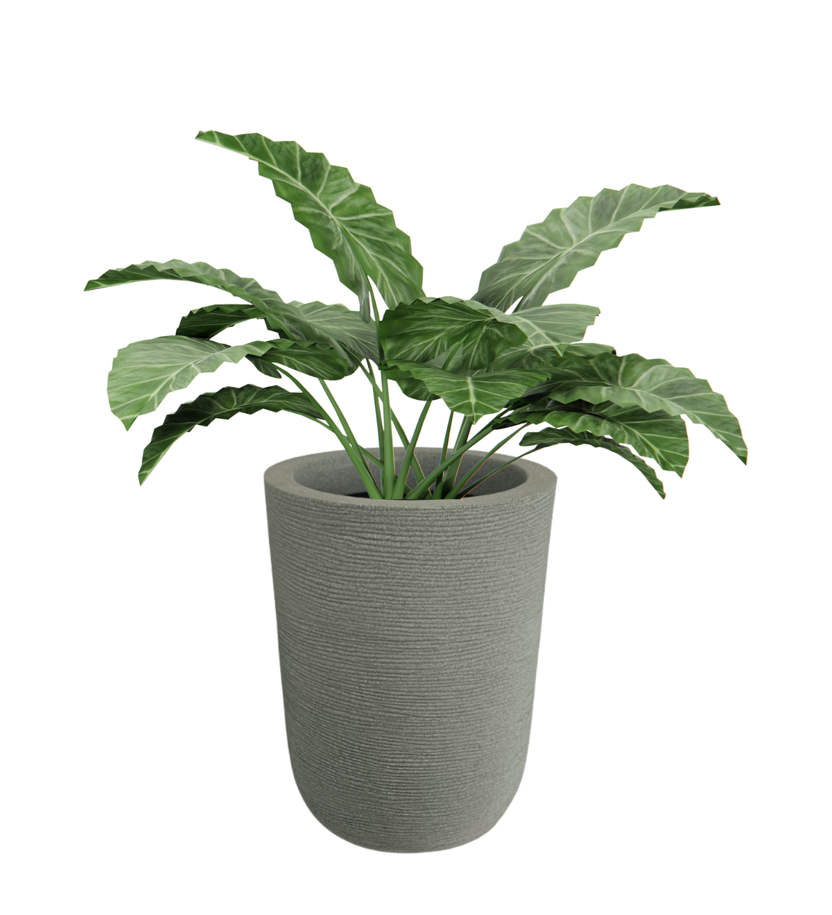 Big Iris Round Pot - 24''