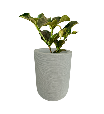 Big Iris Round Pot - 24''