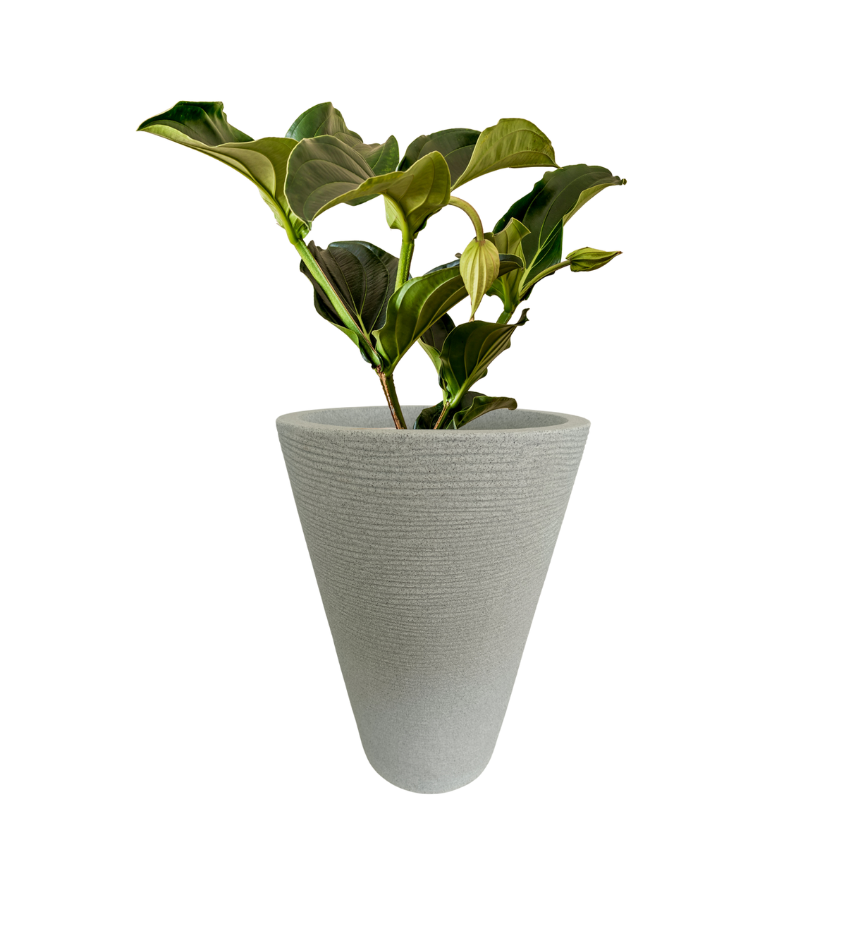 Aura Ring Pot