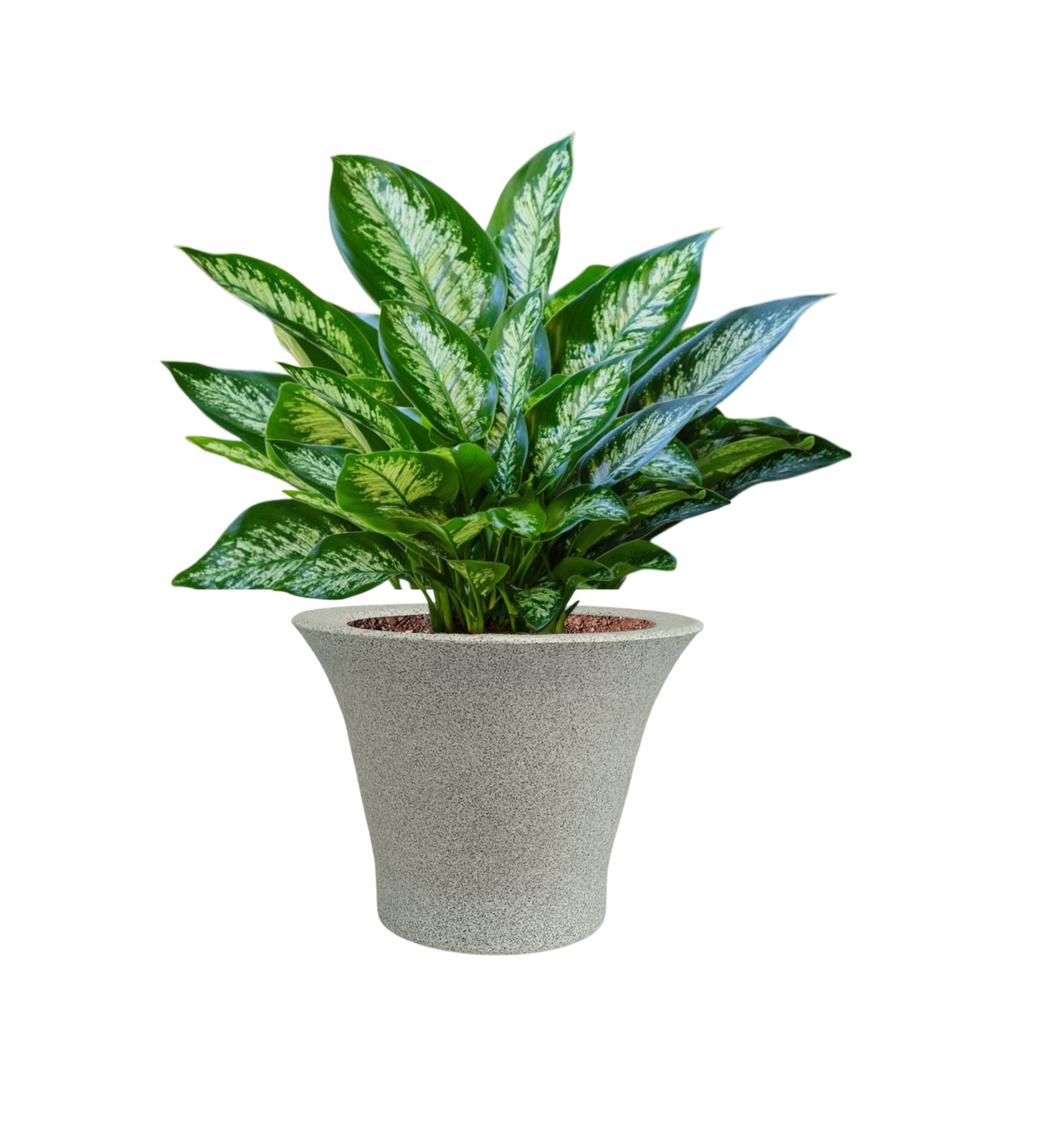 Vase Pot