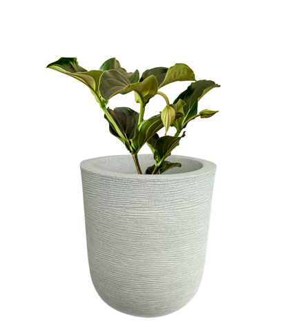 Big Iris Round Pot - 20''