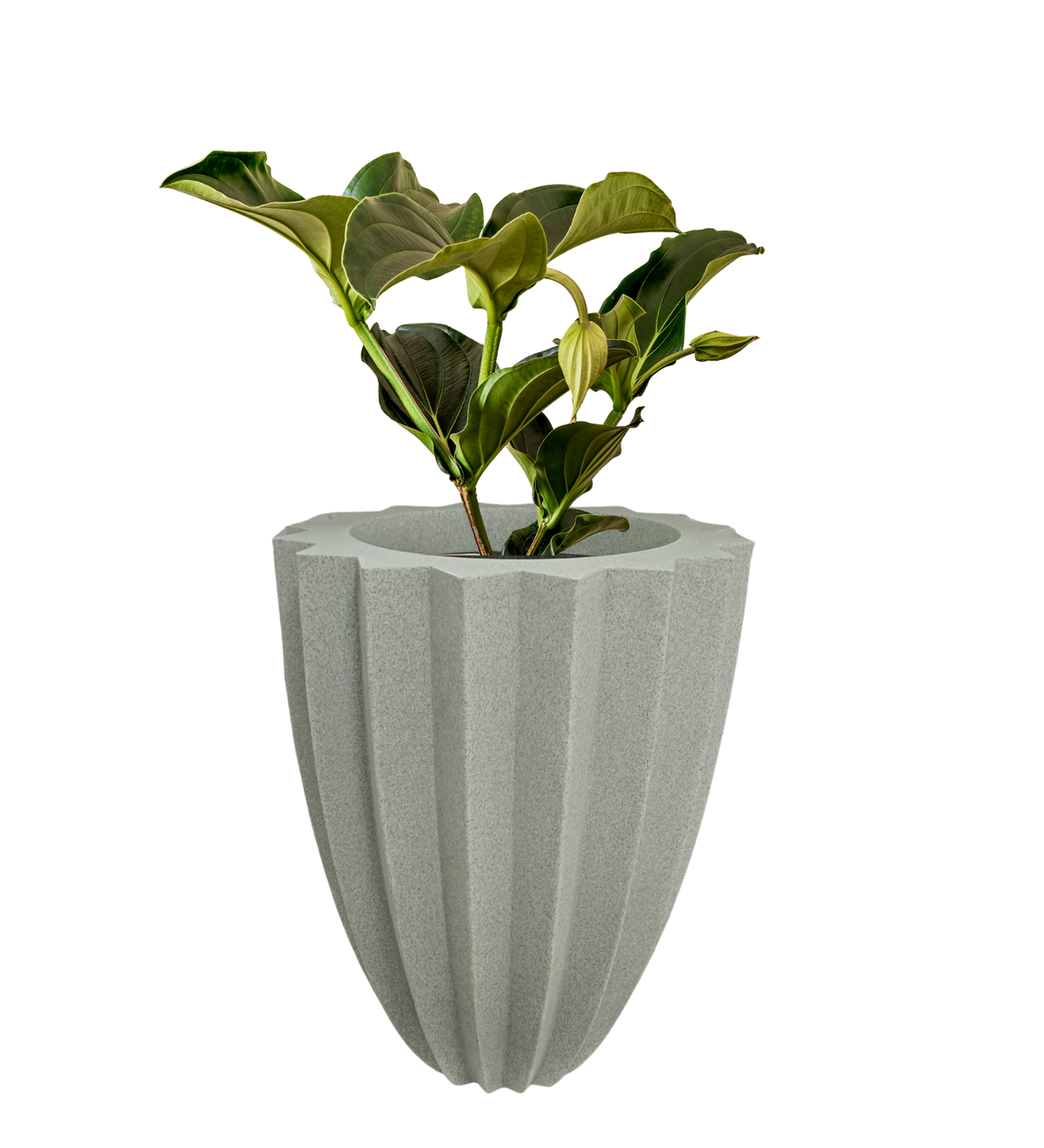 Big Star Pot