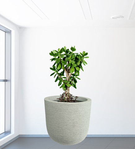 Big Iris Round Pot - 16''