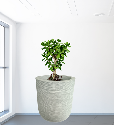 Big Iris Round Pot - 20''