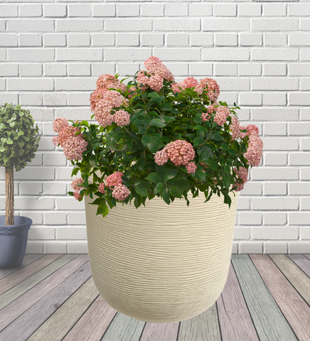 Big Iris Round Pot - 16''