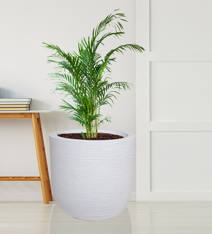 Big Iris Round Pot - 16''