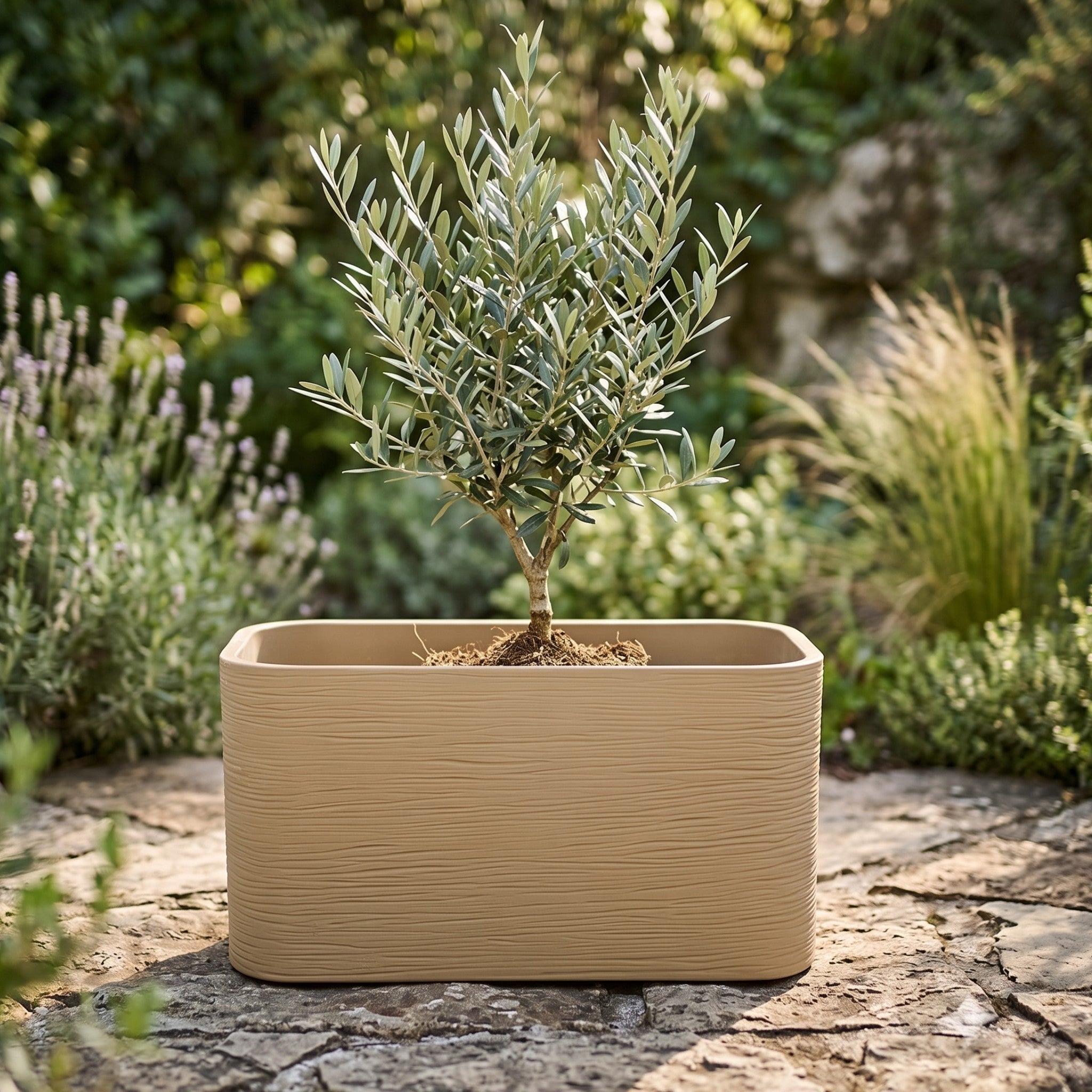 Nora 26-inch rectangular planter in a beige stone-look finish holding a small olive tree on a stone patio.