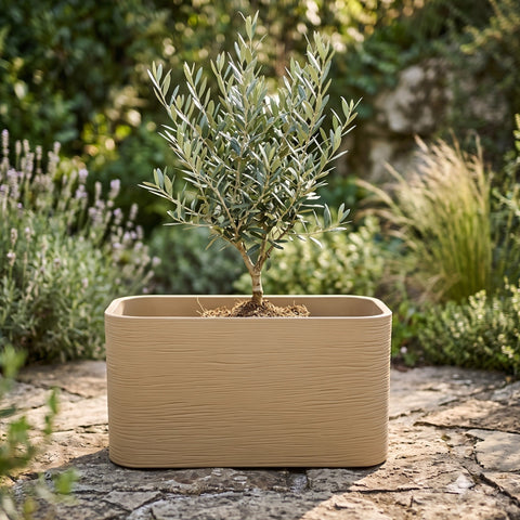 Nora 26-inch rectangular planter in a beige stone-look finish holding a small olive tree on a stone patio.