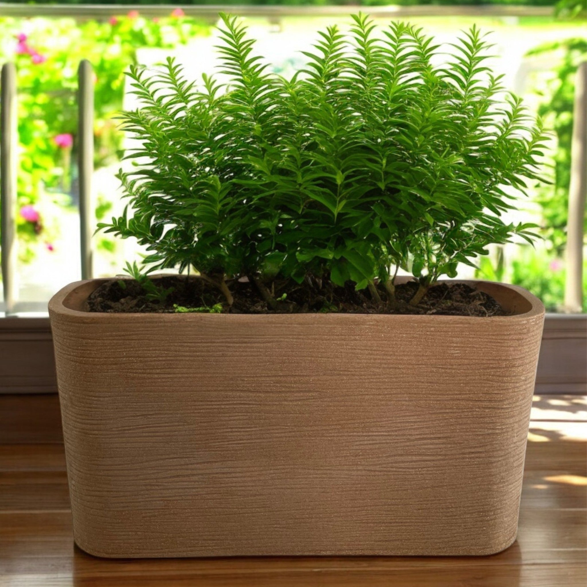 Nora 26-inch rectangular planter with a textured stone finish holding a lush green plant on a sunny balcony