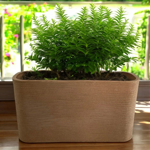 Nora 26-inch rectangular planter with a textured stone finish holding a lush green plant on a sunny balcony
